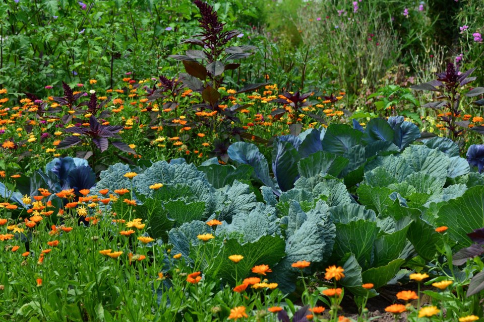 flower vegetable garden