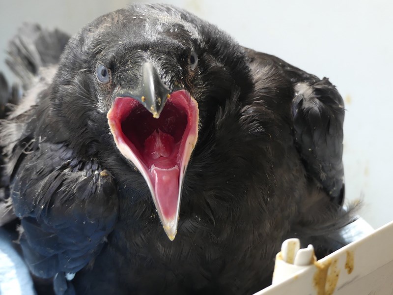 Raven