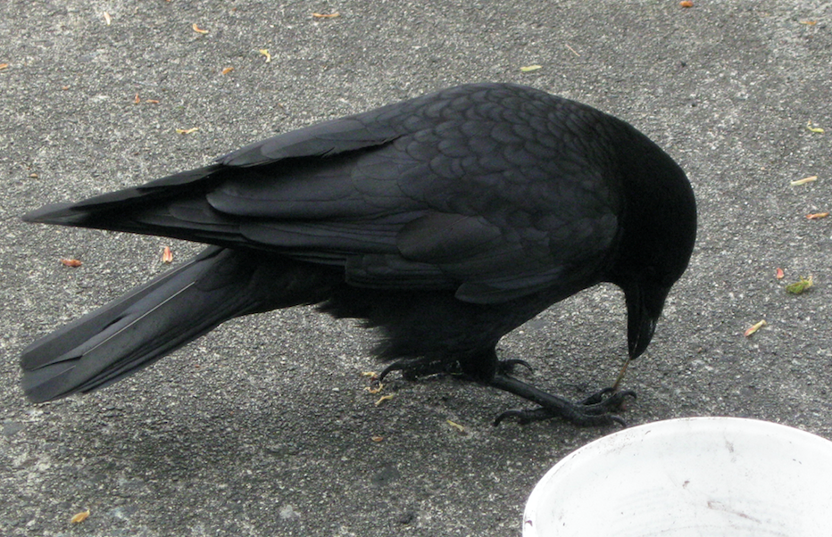 Crow Sabine