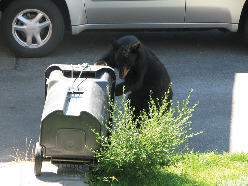 BEAR