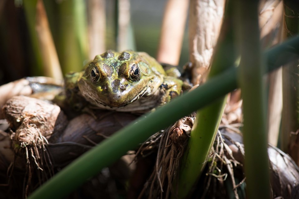 spotted frog