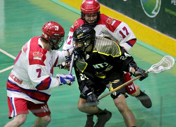 Salmonbellies