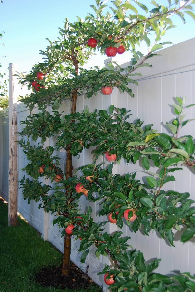 Espaliered fruit tree