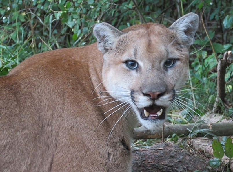 cougar
