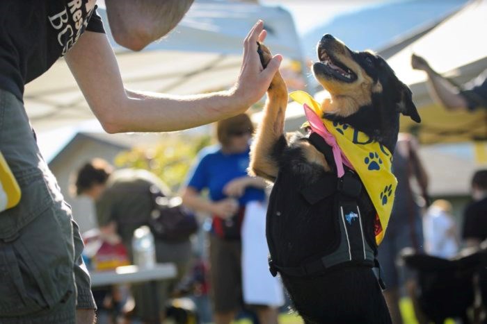 paws for a cause