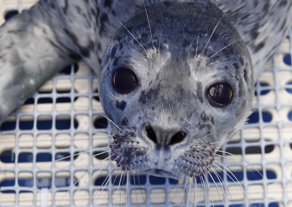 delta seal