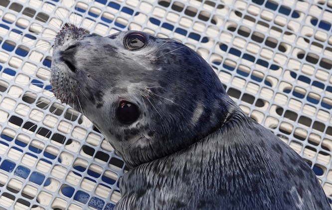 SEAL 2