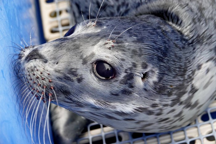 SEAL 3