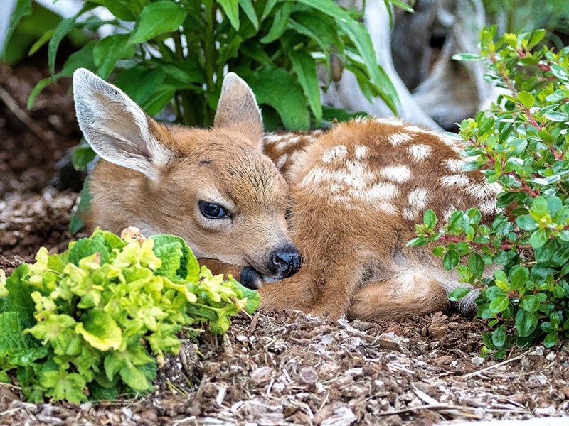 Fawn