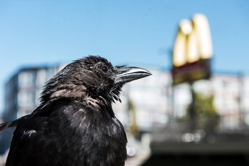 Vancouverites continue to be enamoured by winged celebrity Canuck the Crow. Photo Rebecca Blissett