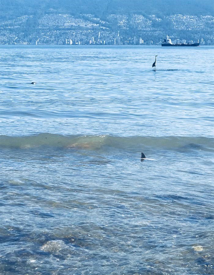 Shark in Vancouver. Also in the frame are a harbour seal and a heron! Photo Kate White.