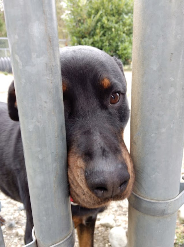 SPCA
