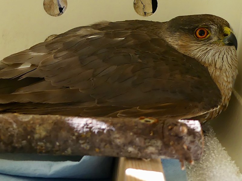 Sharp-shinned hawk