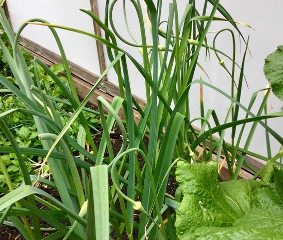 garlic scapes