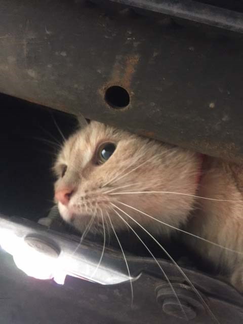 A neighbour of Steveston resident Ruca Abbott drove from Richmond to Vancouver and then Burnaby, not knowing little Lily was curled up in his bumper.
