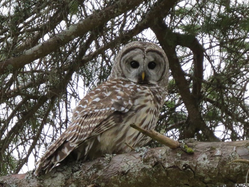 Barred owl