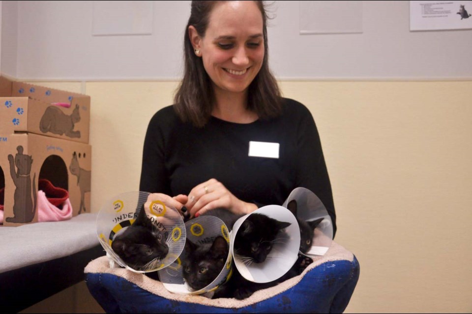 Richmond BCSPCA branch manager Krista Shaw holding the four Guardians of the Galaxy kittens The two black kittens are spayed and ready for adoption. Cecilia Hua photos