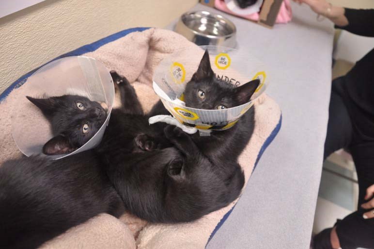 Richmond’s Guardians of the Galaxy kittens looking for their purr-fect home._1