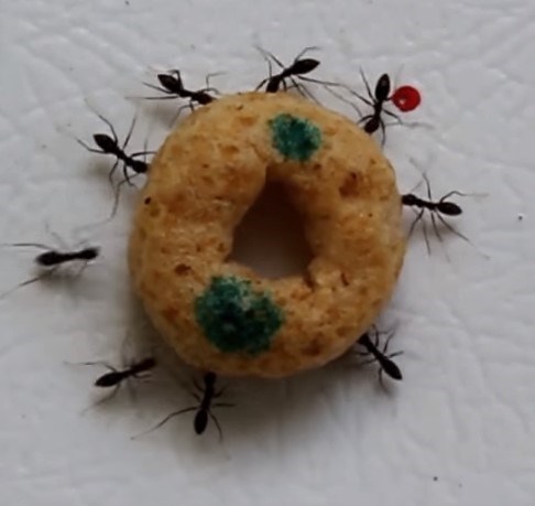ants