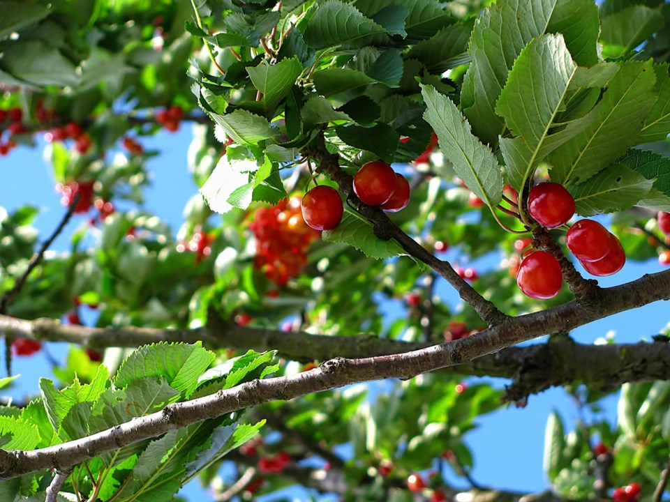 cherry tree