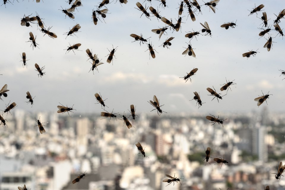 The internet was abuzz yesterday with reports of flying ants enjoying a "nuptial flight" across the