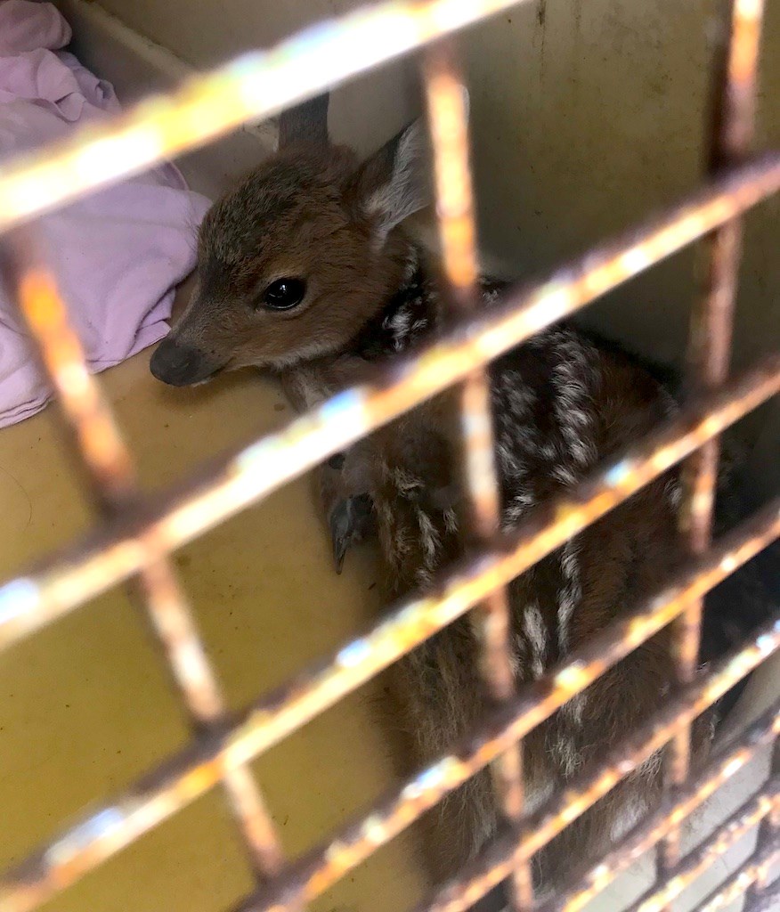 Daisy the two-week-old fawn