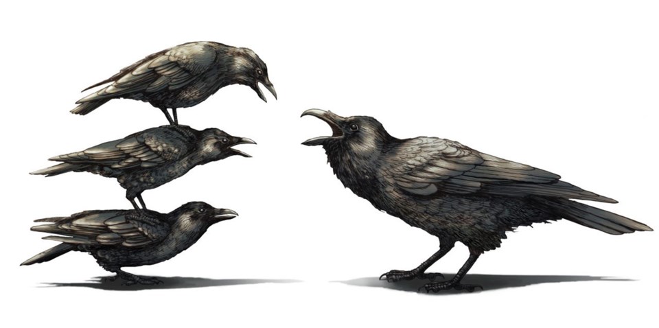 crows vs raven c Cornell Lab