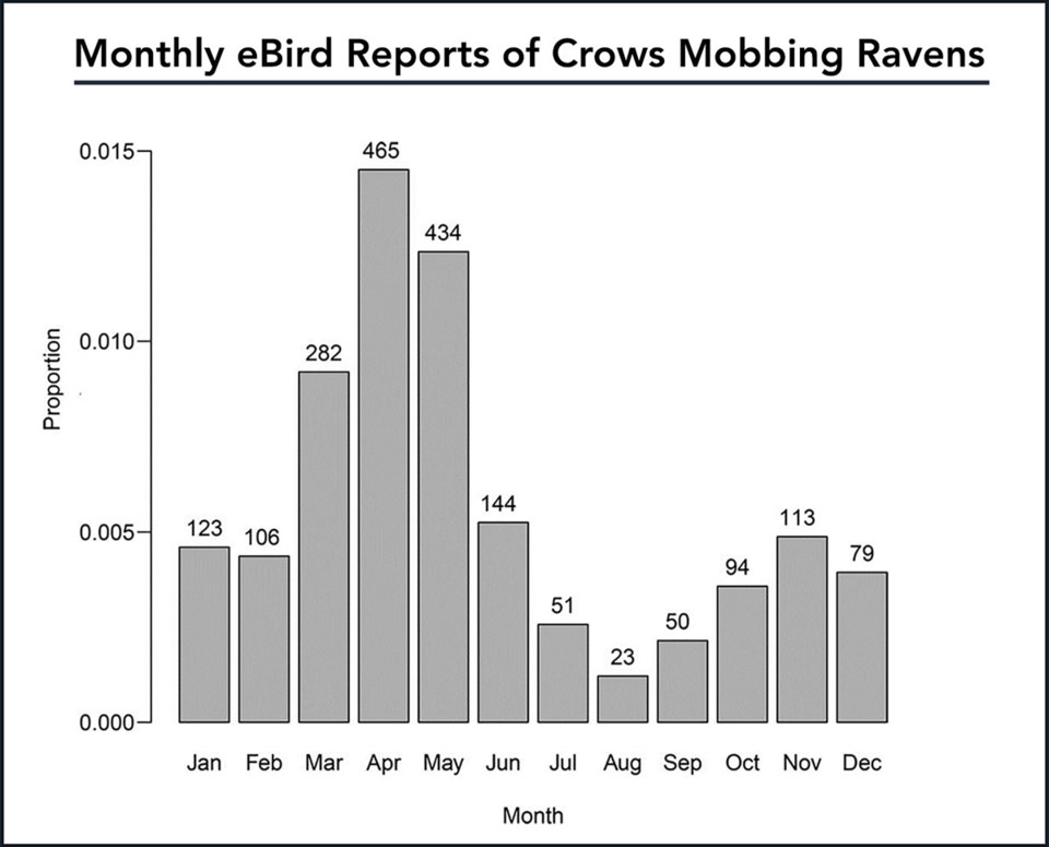 crows vs ravens eBird results