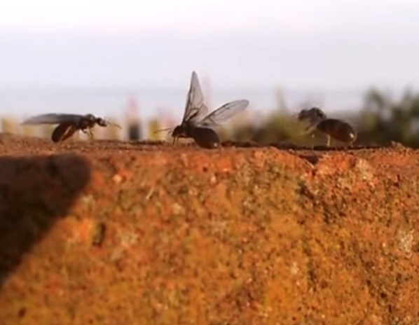 flying ants