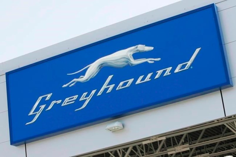 greyhound