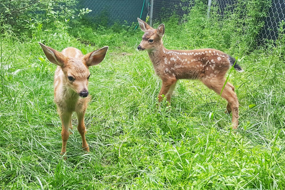 Injured and weak because of an infection, Daisy the deer, at left, was attacked by an eagle before being taken to Critter Care in Langley, where she is now well enough to share an enclosure with another rescued fawn.