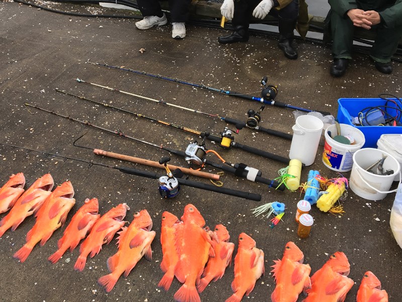 Powell River fish fines