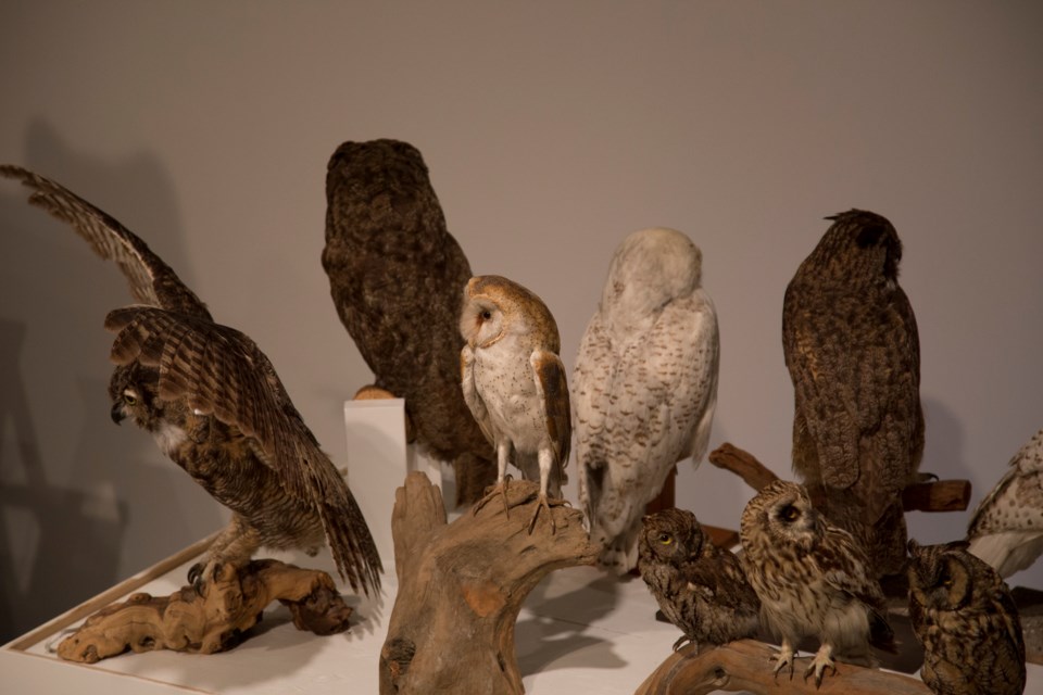 Wild Things exhibit owls
