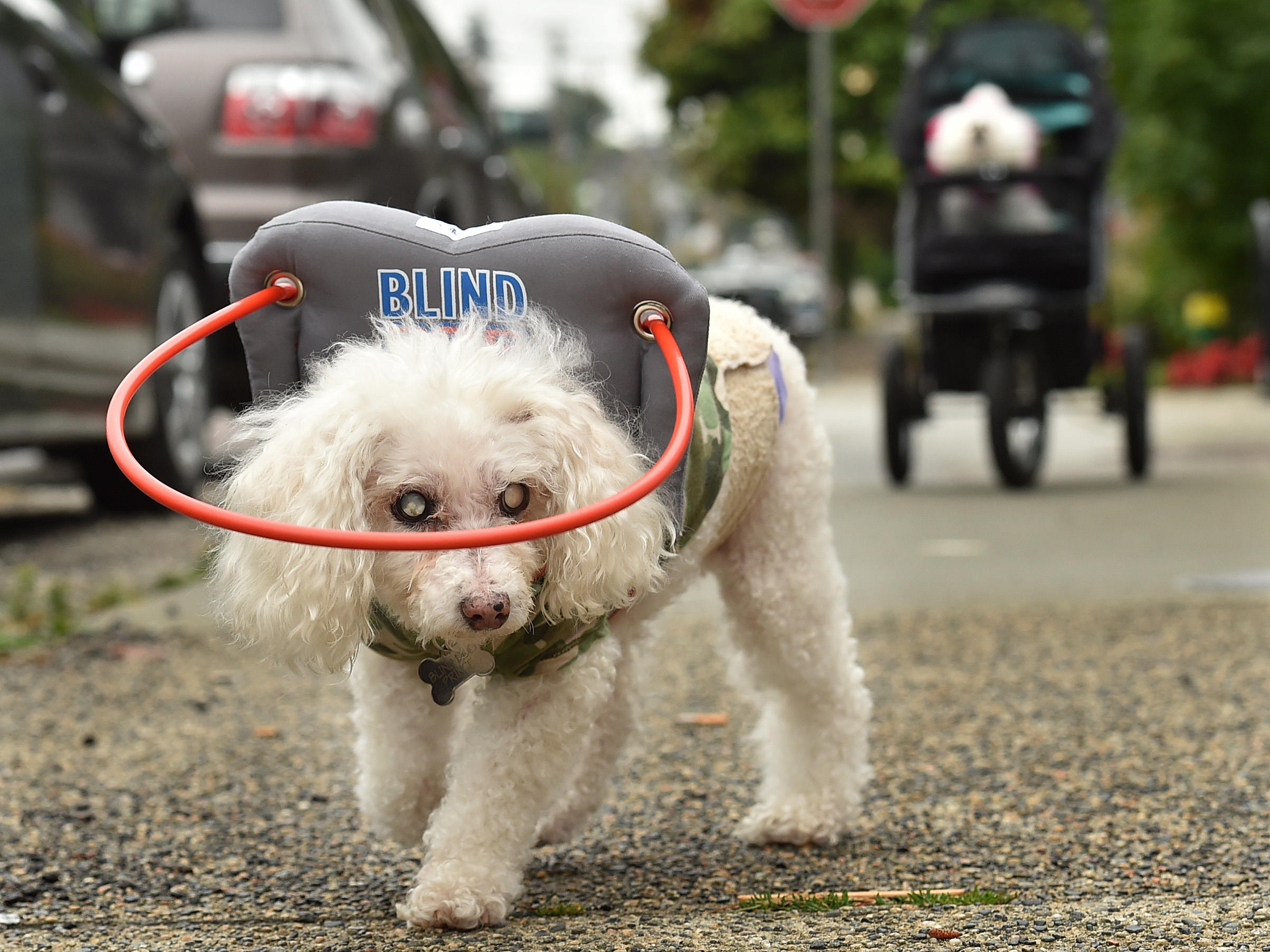 Muffin's Halo Is a Heavenly Invention That Helps Blind Dogs Navigate
