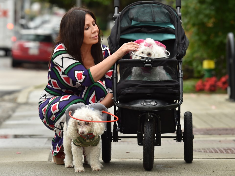 Muffin's Halo Is a Heavenly Invention That Helps Blind Dogs Navigate