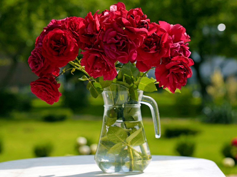 Powell River Peak Roses and Raspberries