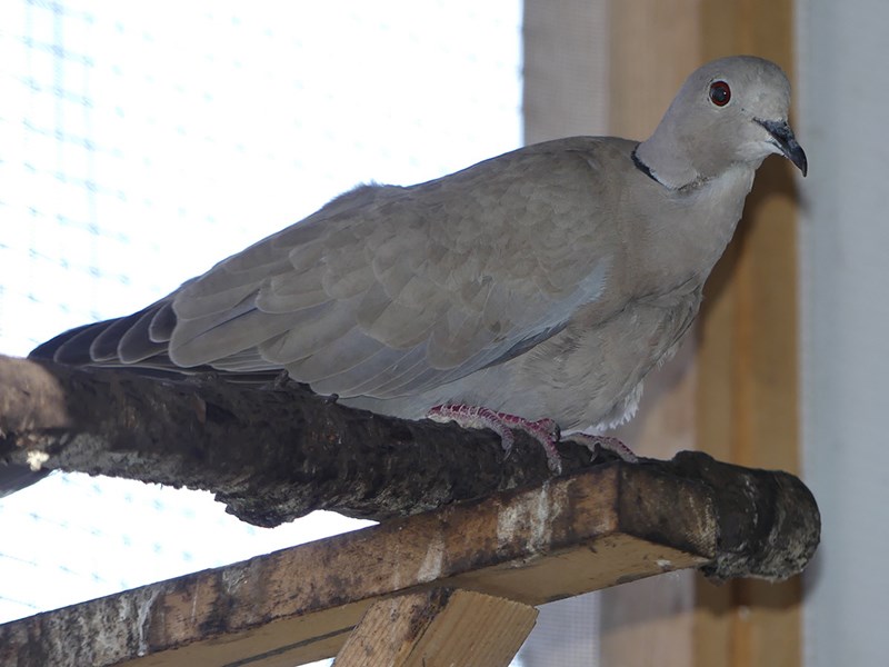 Powell River Orphaned Wildlife Society