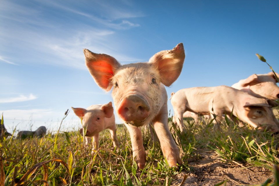 pigs in field
