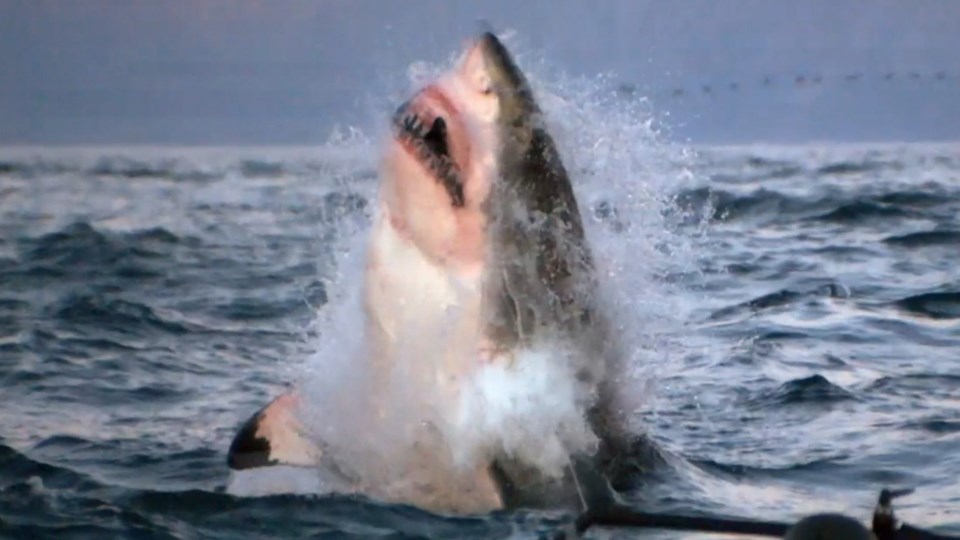Shark Week
