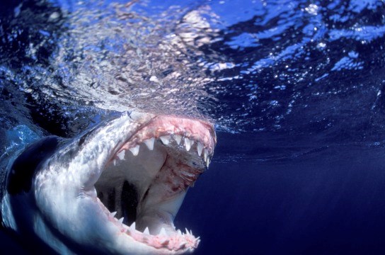 shark week
