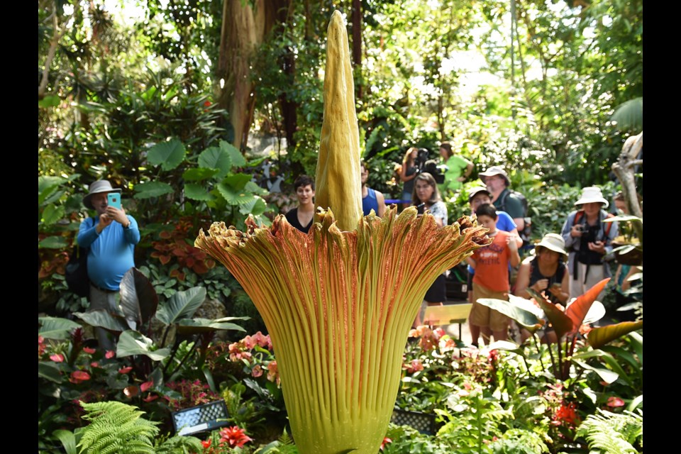 The corpse flower known as Uncle Fester has opened up at the Bloedel Conservatory. Crowds lined up for an hour to get in to see and the smell the curious plant.