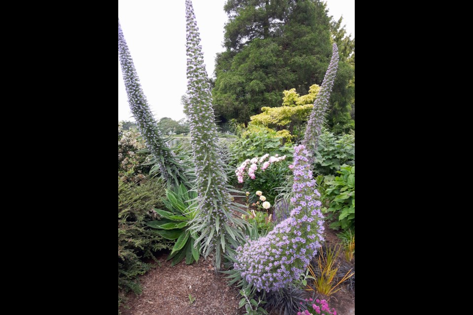 These magnificent plants, seen early in the summer on the Gorge Walkway, are Echium pininana, also known as Tower of Jewels.