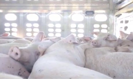 animal cruelty-pig transport