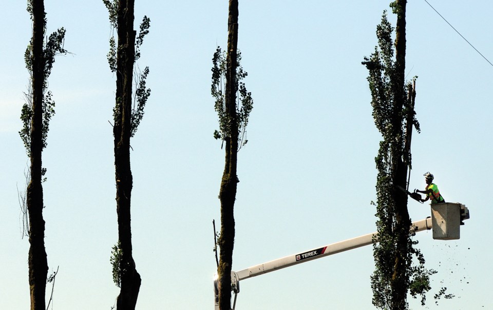 Trees cut at Seylynn park