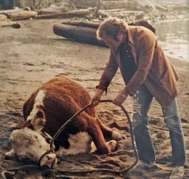 Garth Lawrence trying to coax an exhausted cow from a West Vancouver beach, September 1976. Photo Je