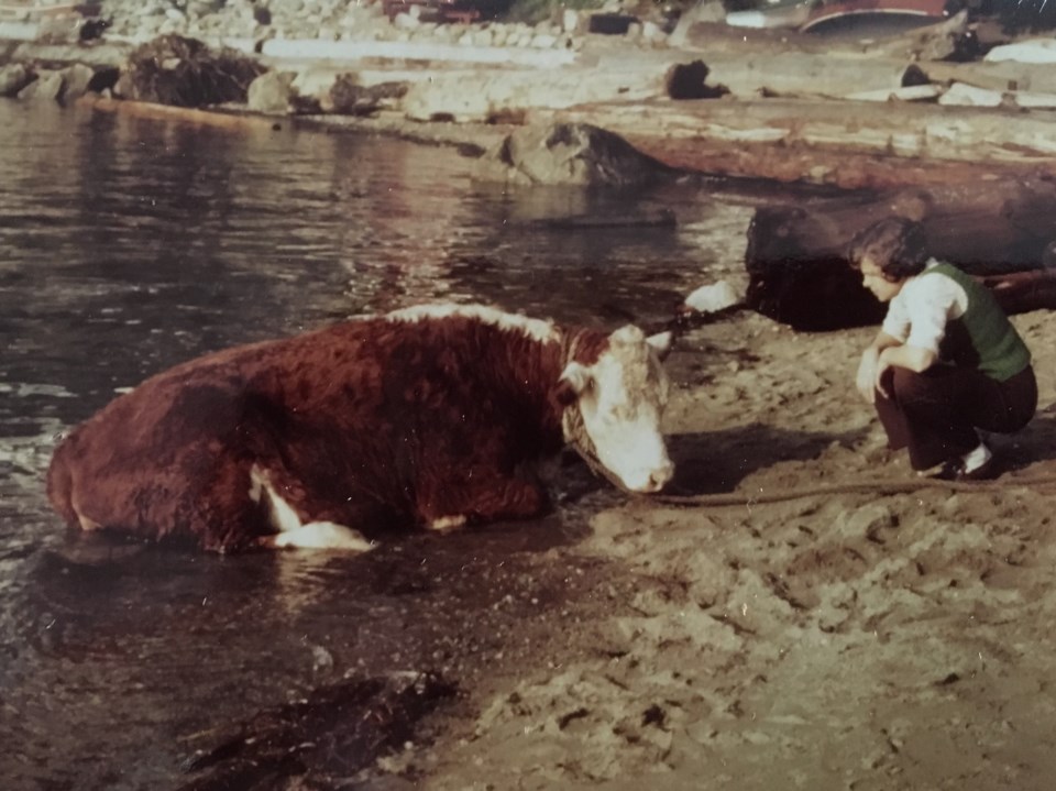 A West Vancouver resident trying to calm a cow coming to shore in September 1976. Photo Jean Lawrenc