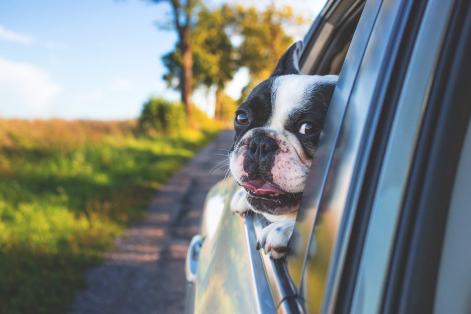 dog in car