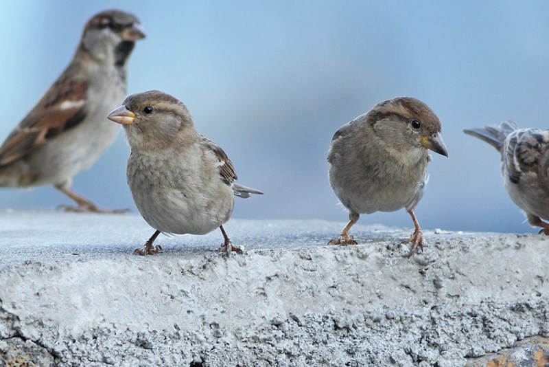 bird of the week - house sparrow
