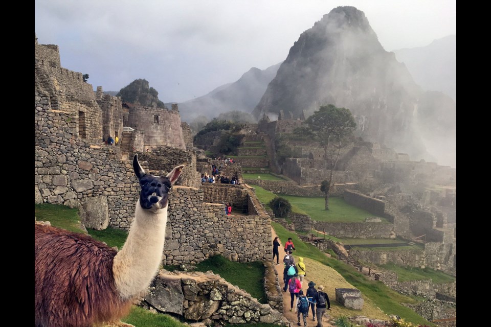 Llamas aren't just there for photo-ops at Machu Picchu; they're good for lawn care too.