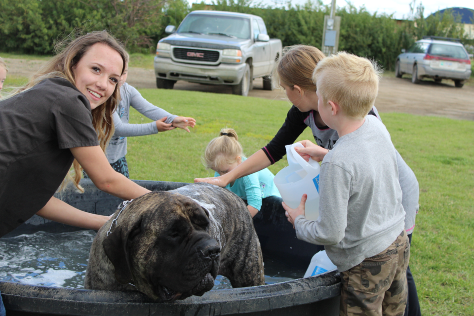 Max gets washed at the annual dog wash at the DC Veterinary Clinic Friday.